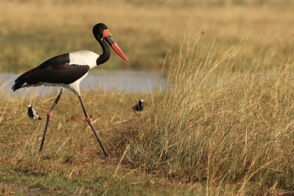 クラハシコウ - ML652566842