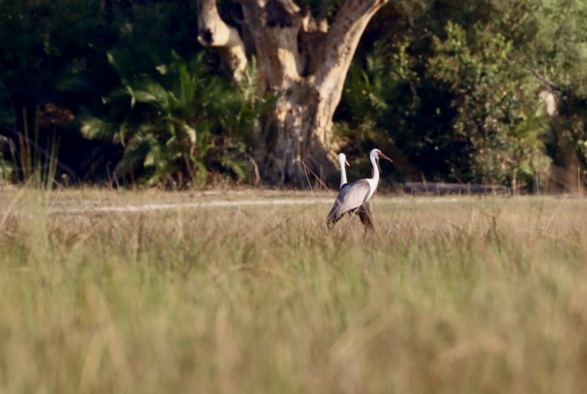 Klunkerkranich - ML652566879