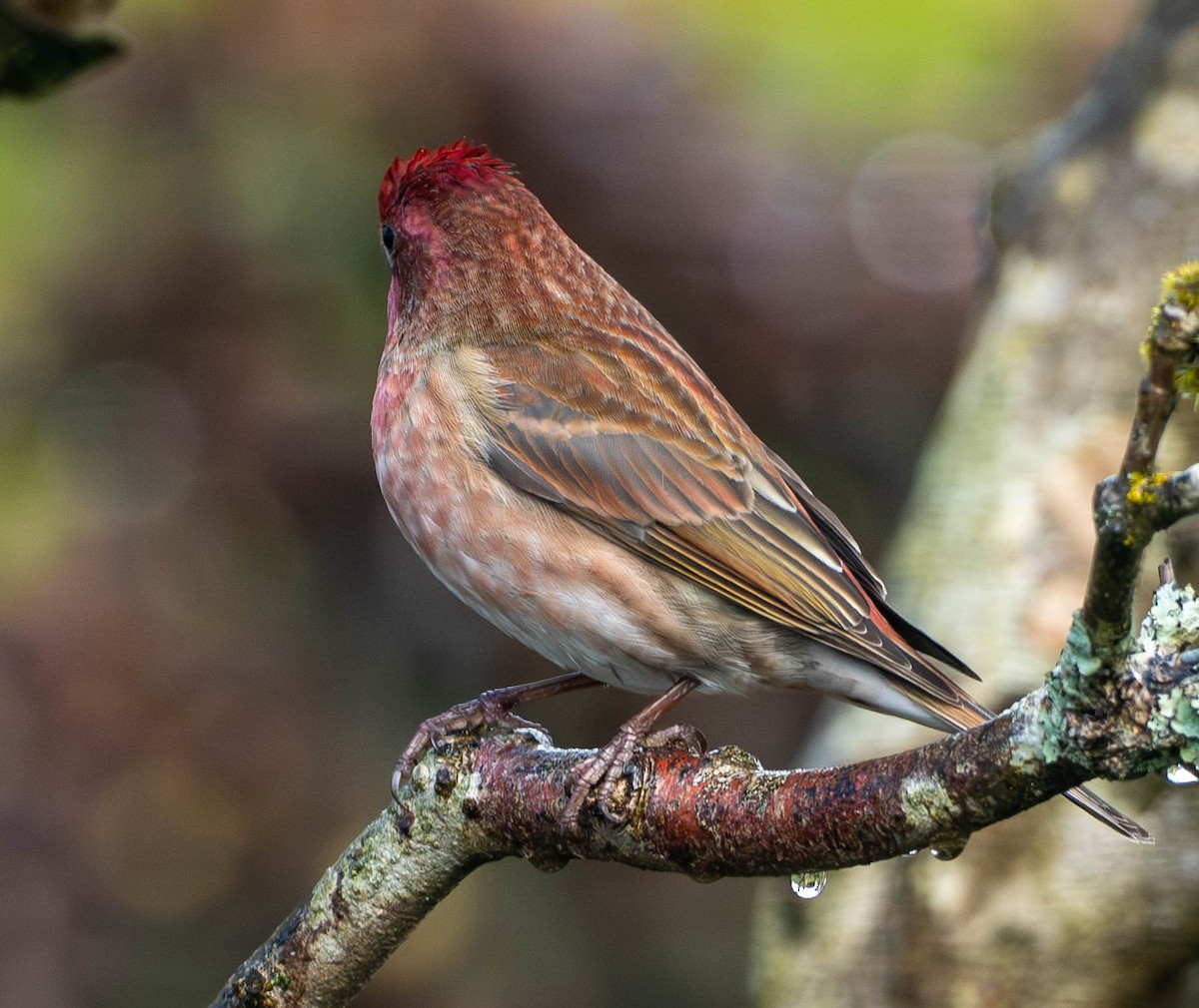 Purpurgimpel - ML652566891