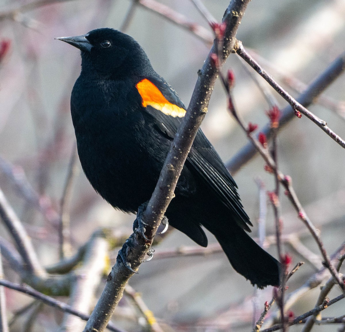 Rotflügelstärling - ML652566908