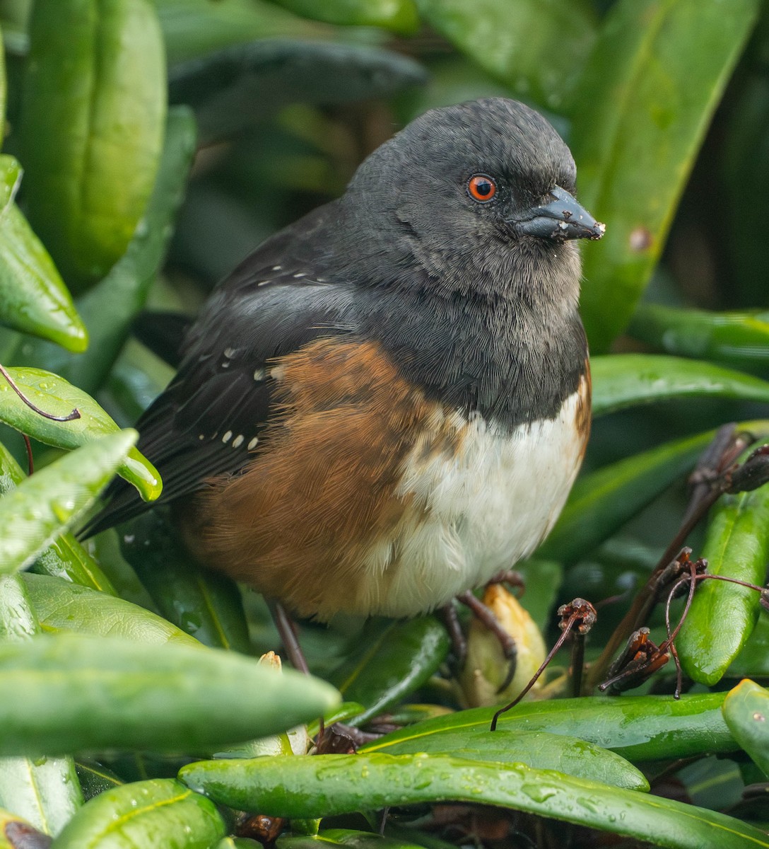 Fleckengrundammer - ML652567071