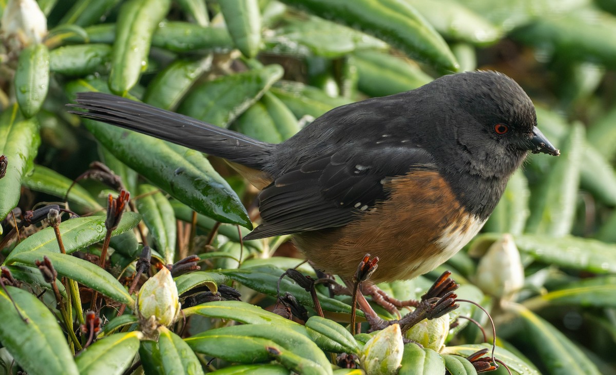 Fleckengrundammer - ML652567072