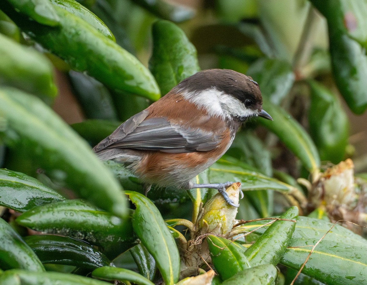 Rotrückenmeise - ML652567095