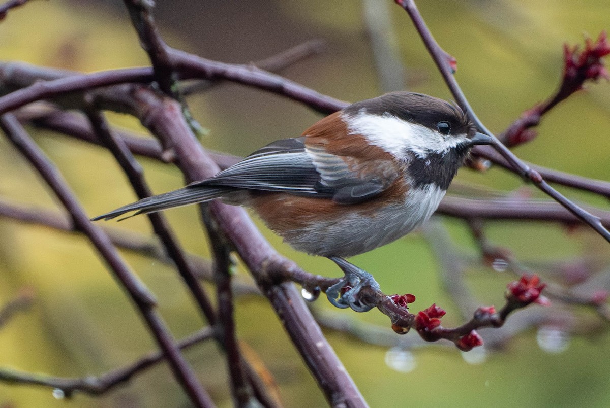 Rotrückenmeise - ML652567096