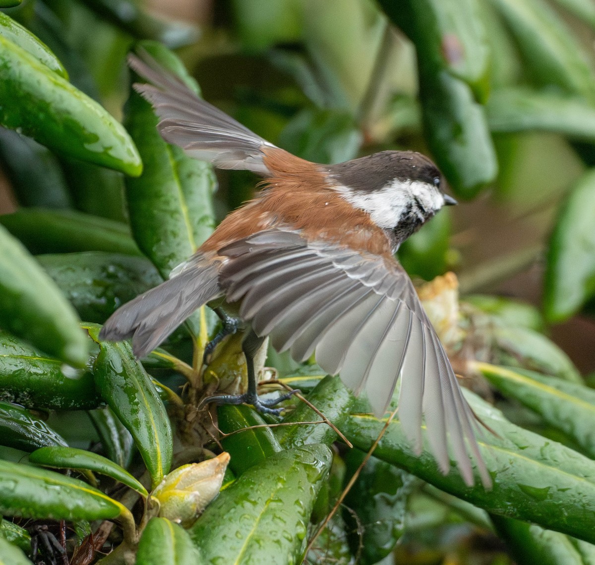 Rotrückenmeise - ML652567097