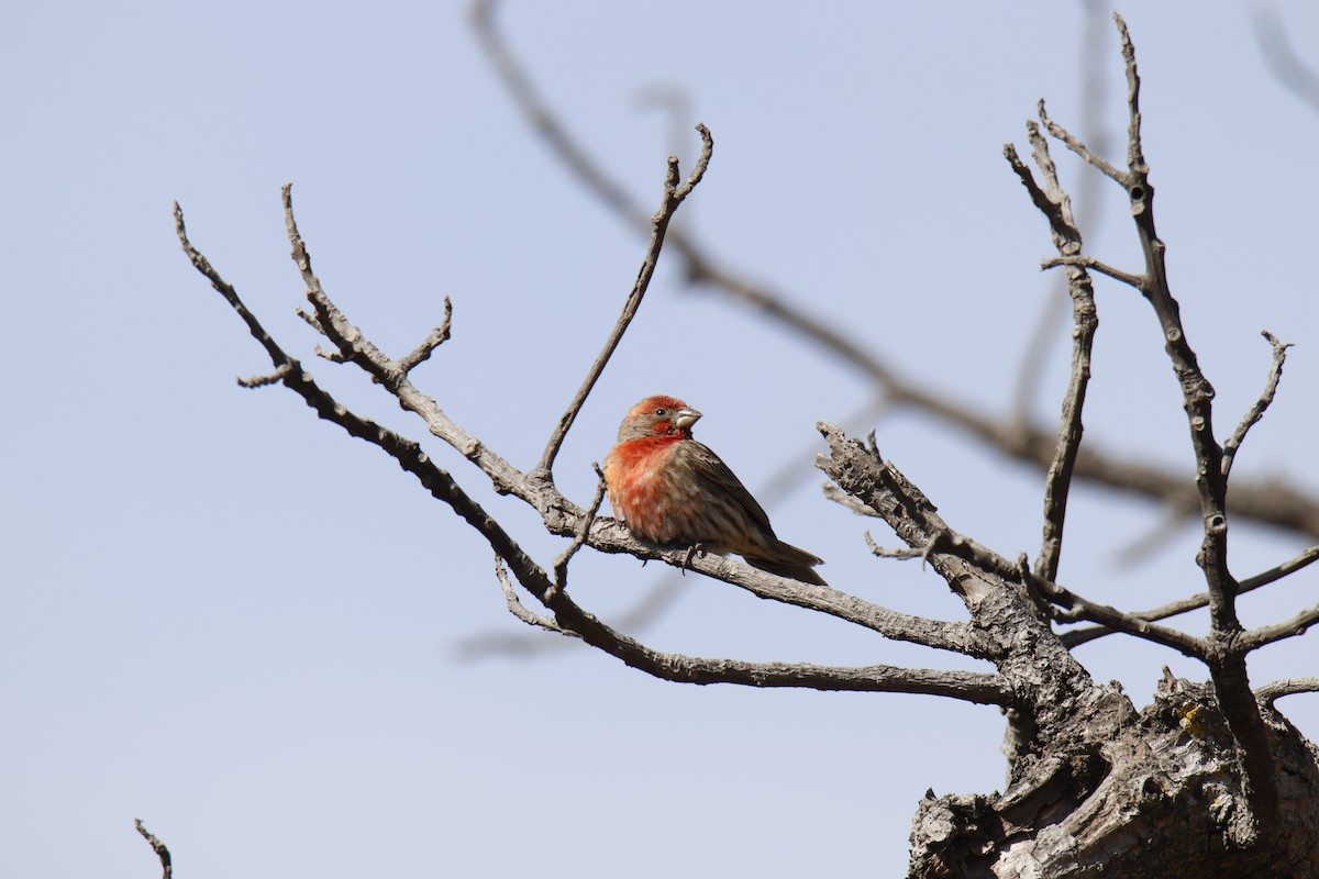 メキシコマシコ - ML652567165