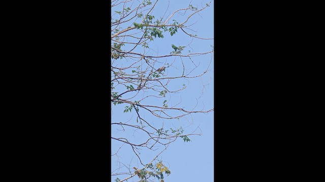 House Sparrow - ML652567215