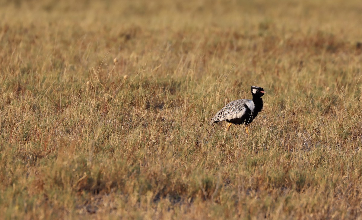 White-quilled Bustard - ML652567285