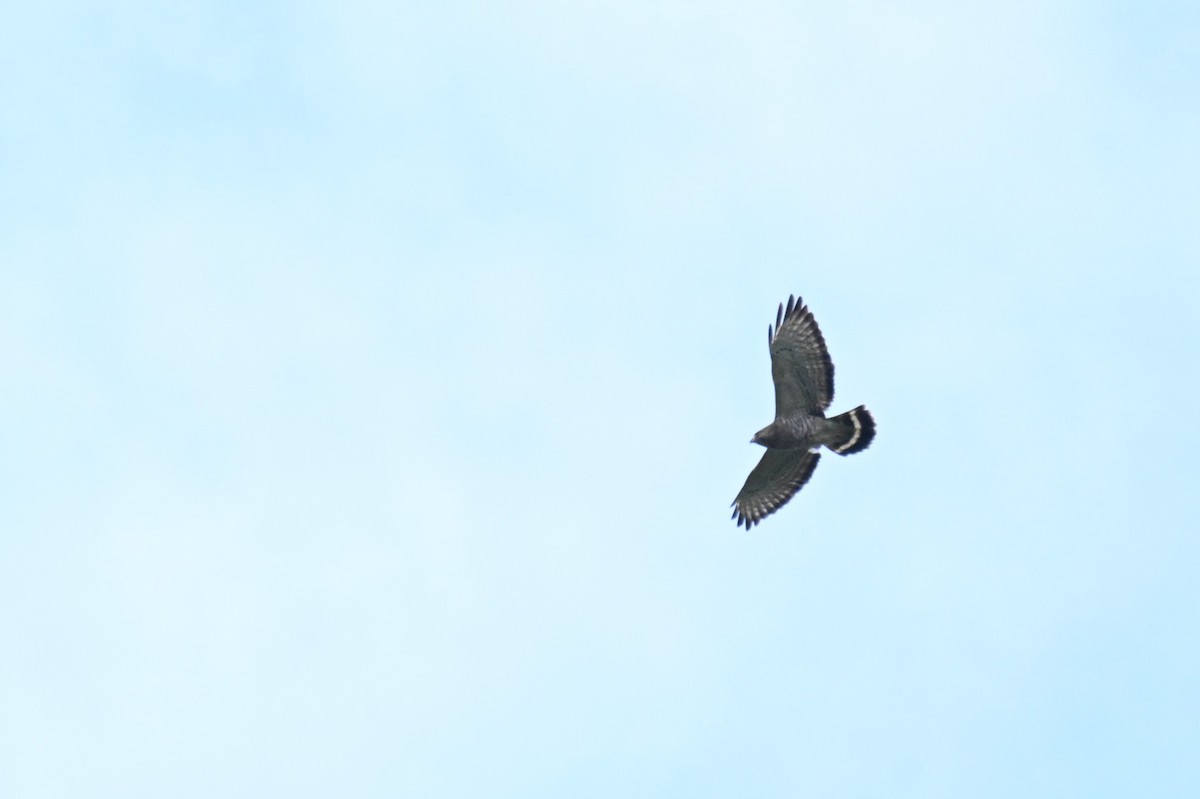 Busardo Aliancho - ML652567309