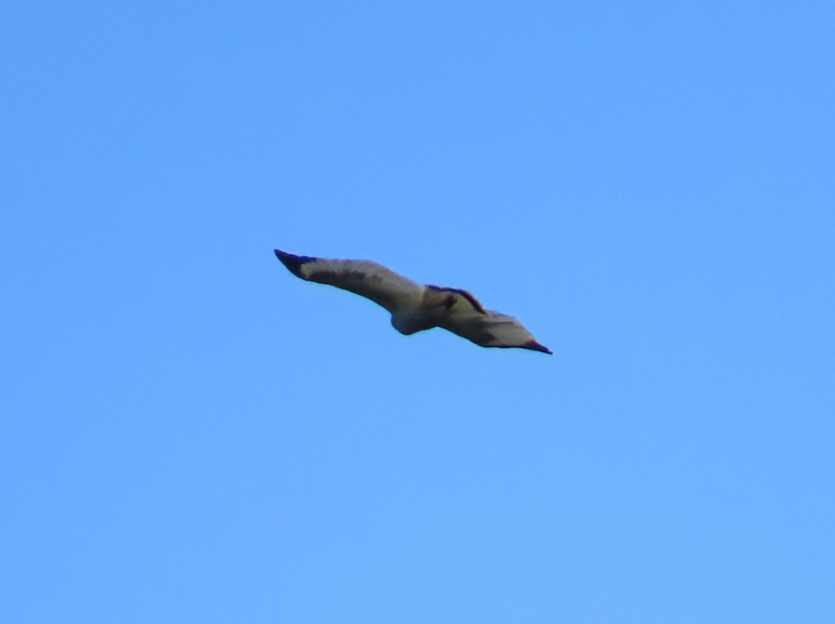 Beyaz Şahin (ghiesbreghti) - ML652567383