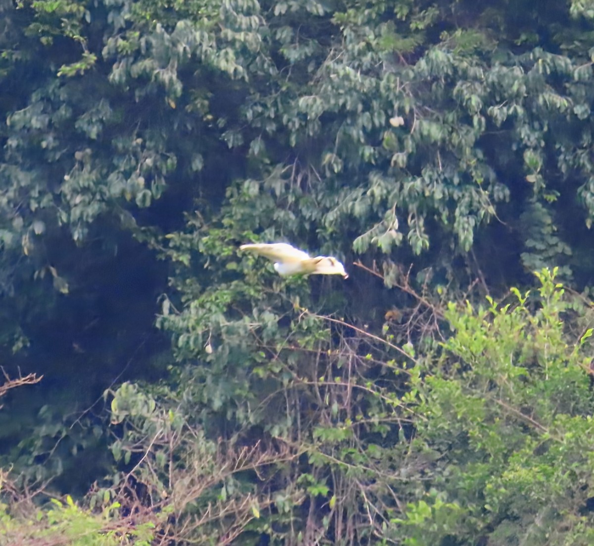 Beyaz Şahin (ghiesbreghti) - ML652567384