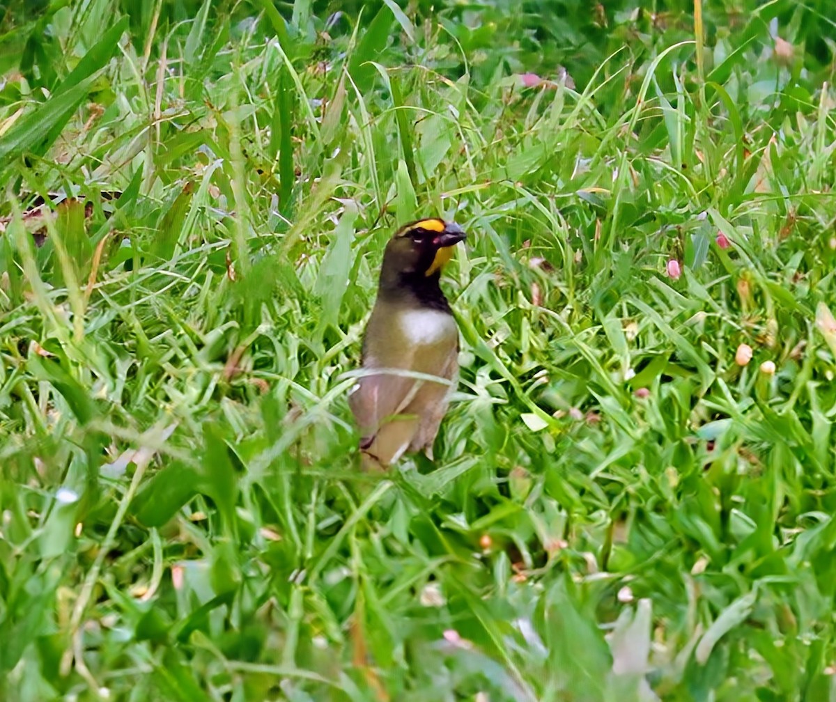 Sarı Yüzlü Tohumcul - ML652567434