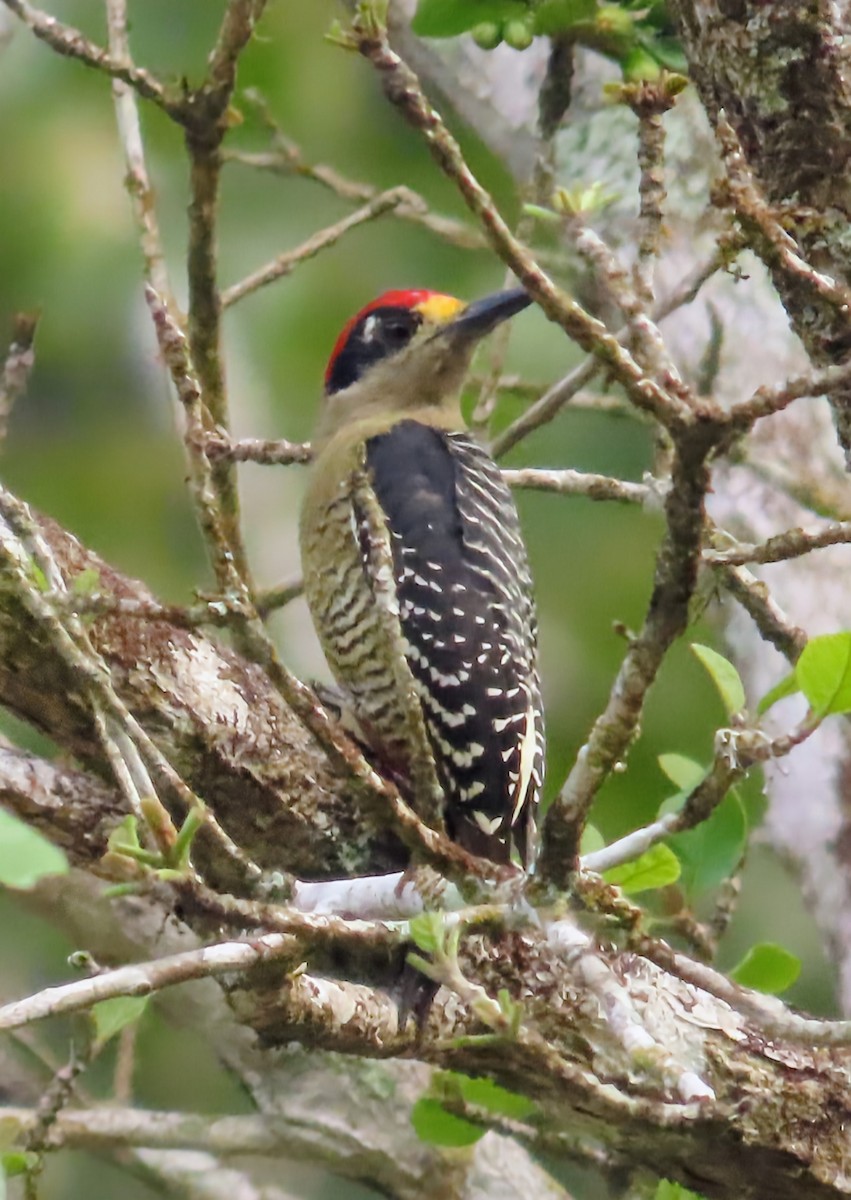 Kara Yanaklı Ağaçkakan - ML652567492