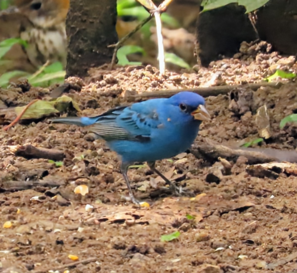 Çivit Çintesi - ML652567525