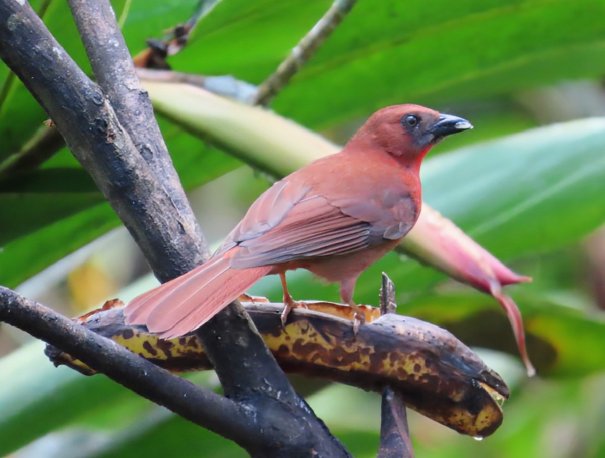 Kırmızı Gerdanlı Karınca Kardinali - ML652567550