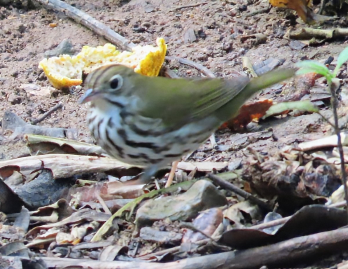 Fırıncı Ötleğen - ML652567559