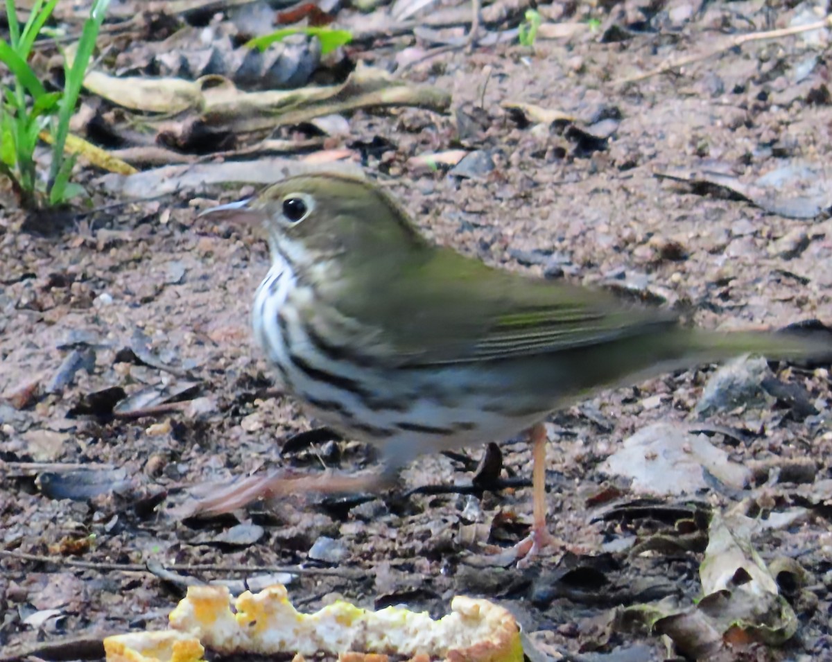 Fırıncı Ötleğen - ML652567560