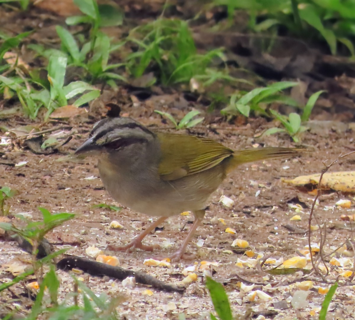 Belize Yeşil Sırtlı Serçesi - ML652567570