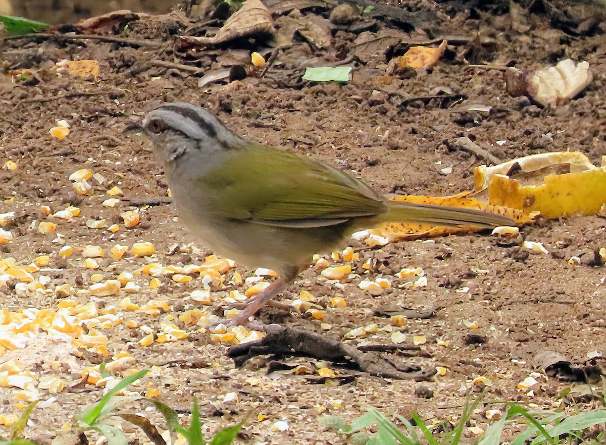 Belize Yeşil Sırtlı Serçesi - ML652567571