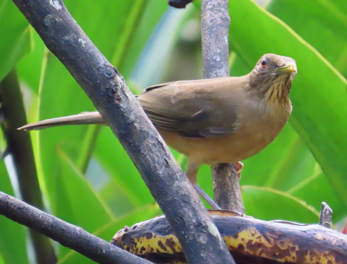 Kil Rengi Ardıç - ML652567577