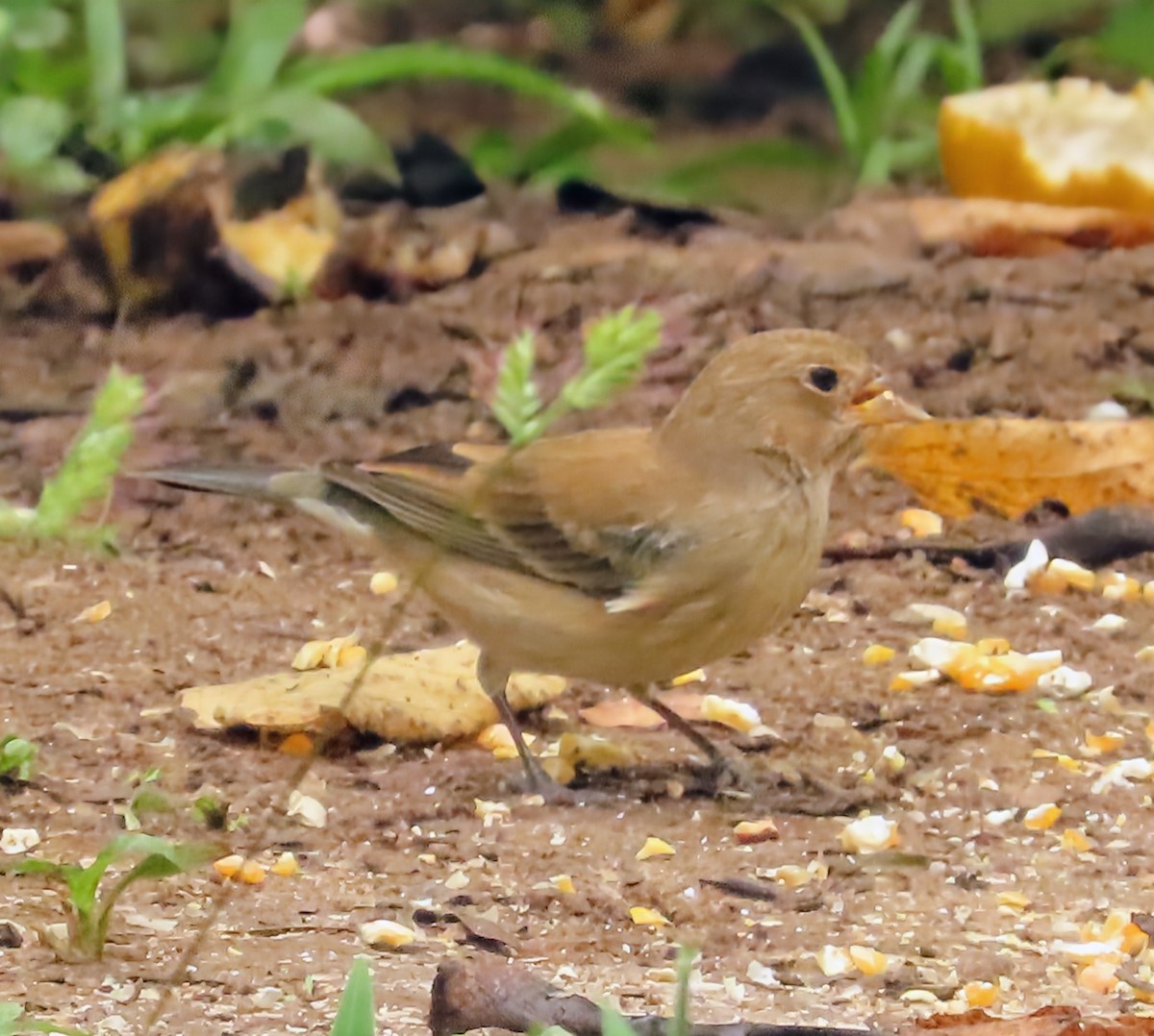 Çivit Çintesi - ML652567614