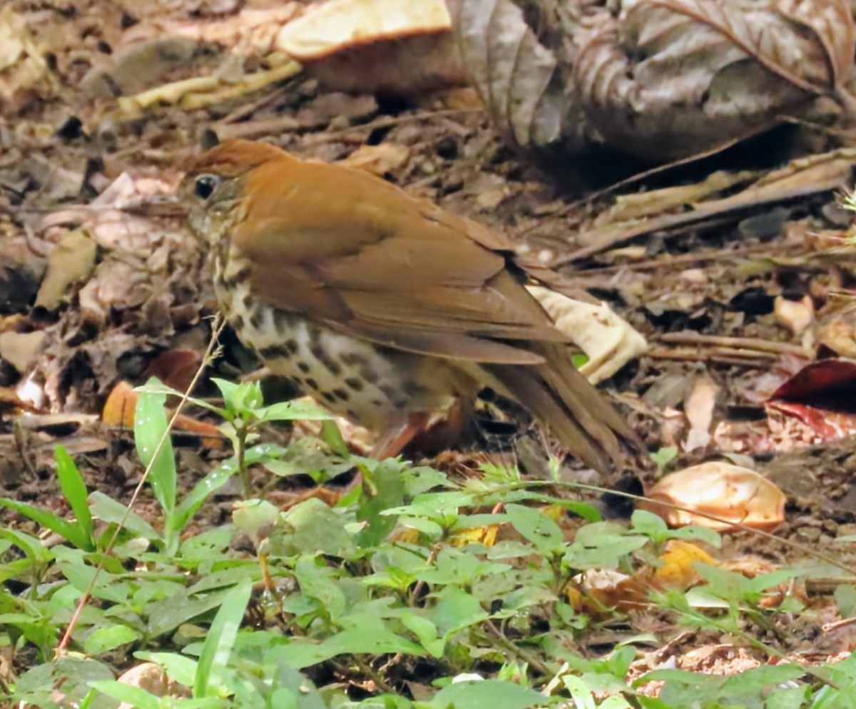 Orman Ardıcı - ML652567719