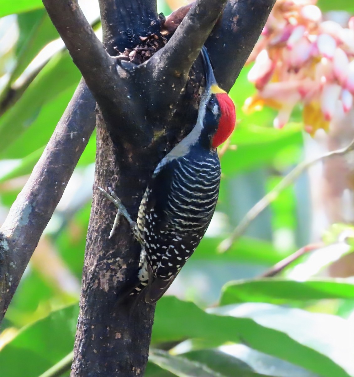 Kara Yanaklı Ağaçkakan - ML652567746