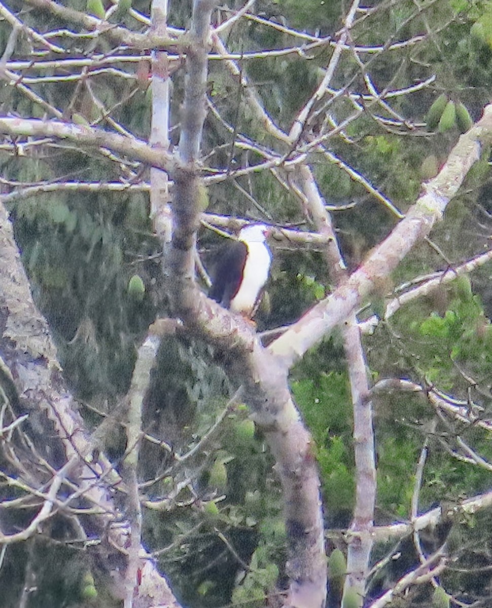 Alaca Atmaca Kartalı - ML652567776