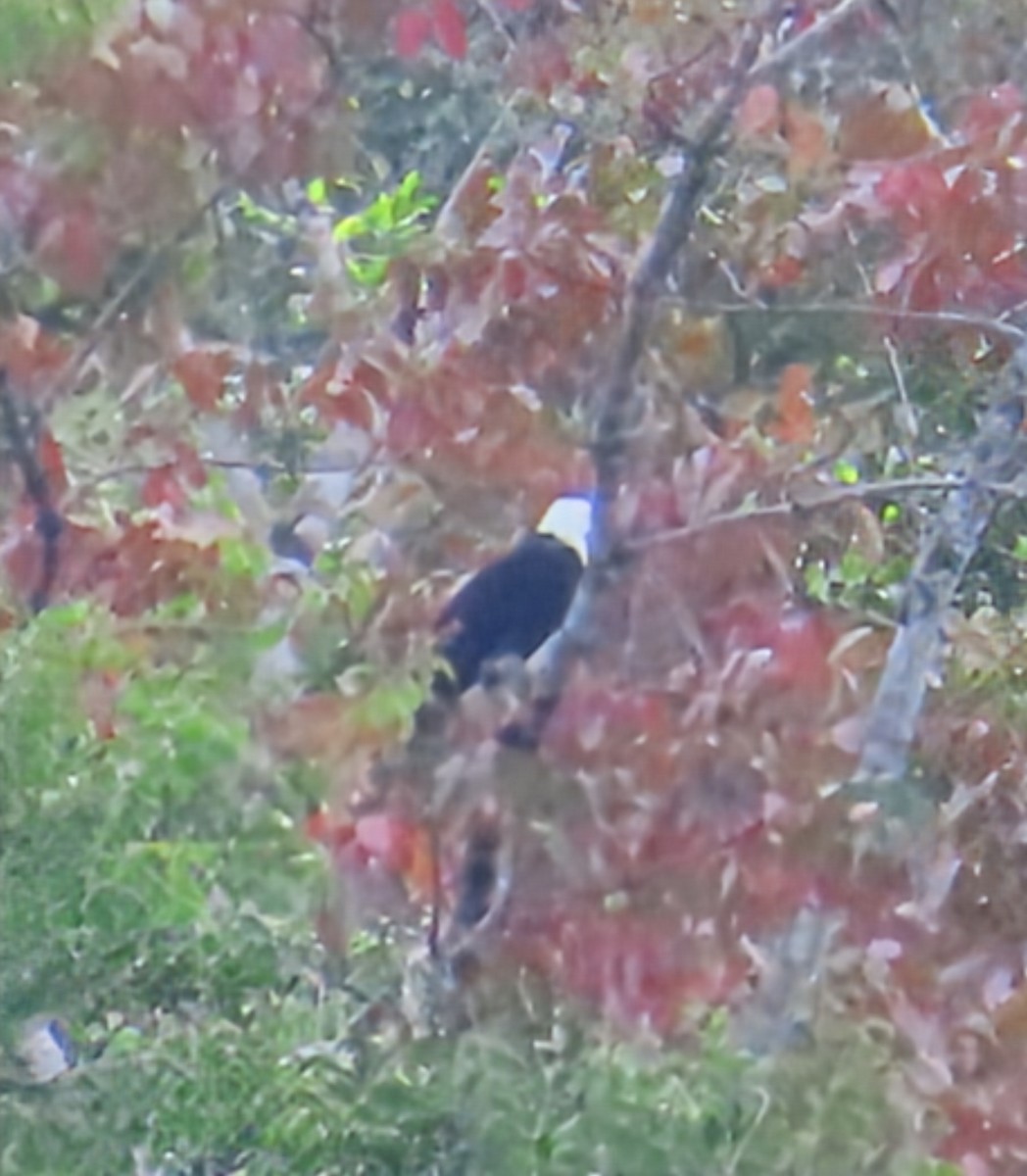 Alaca Atmaca Kartalı - ML652567777