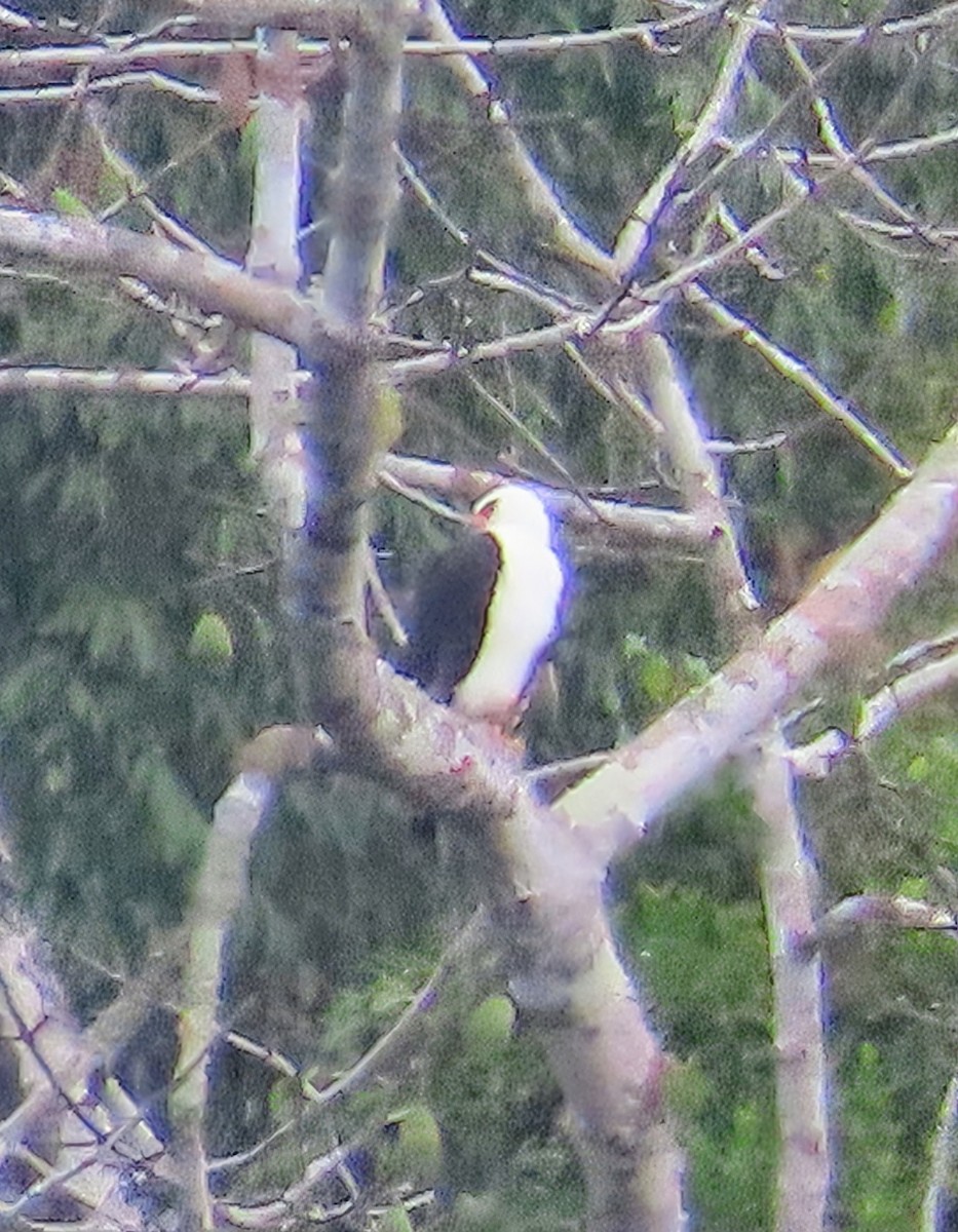 Alaca Atmaca Kartalı - ML652567778