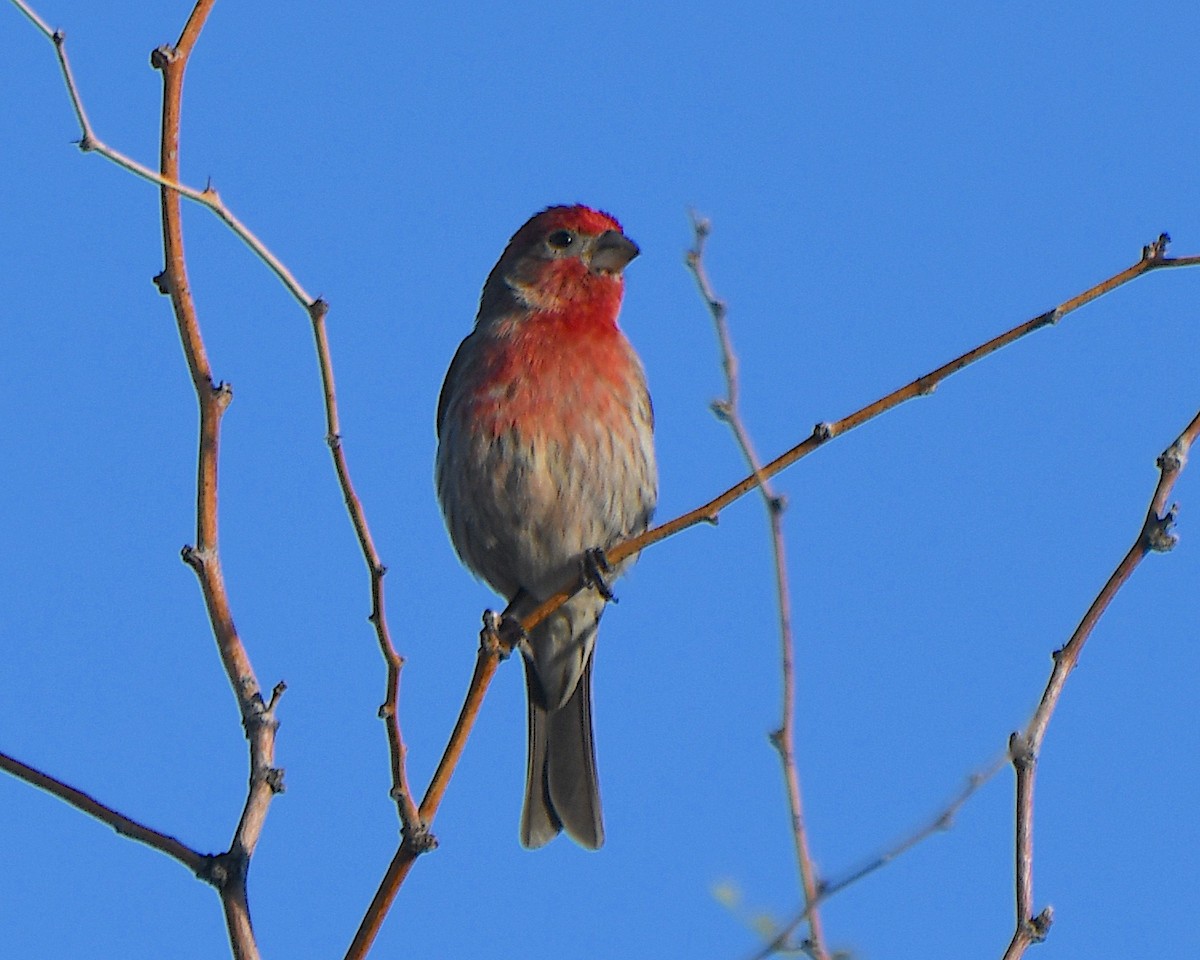 メキシコマシコ - ML652567794