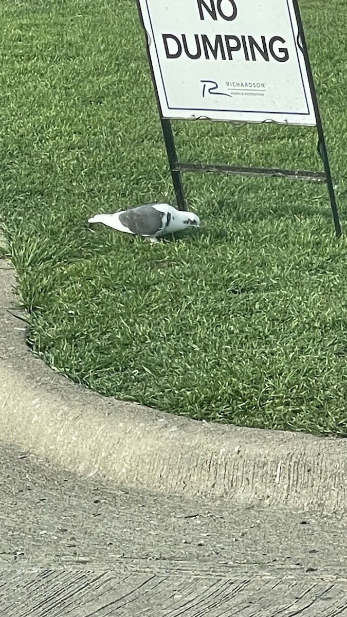Rock Pigeon (Feral Pigeon) - ML652567817