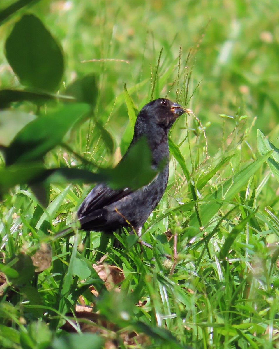 Değişken Renkli Tohumcul - ML652567856