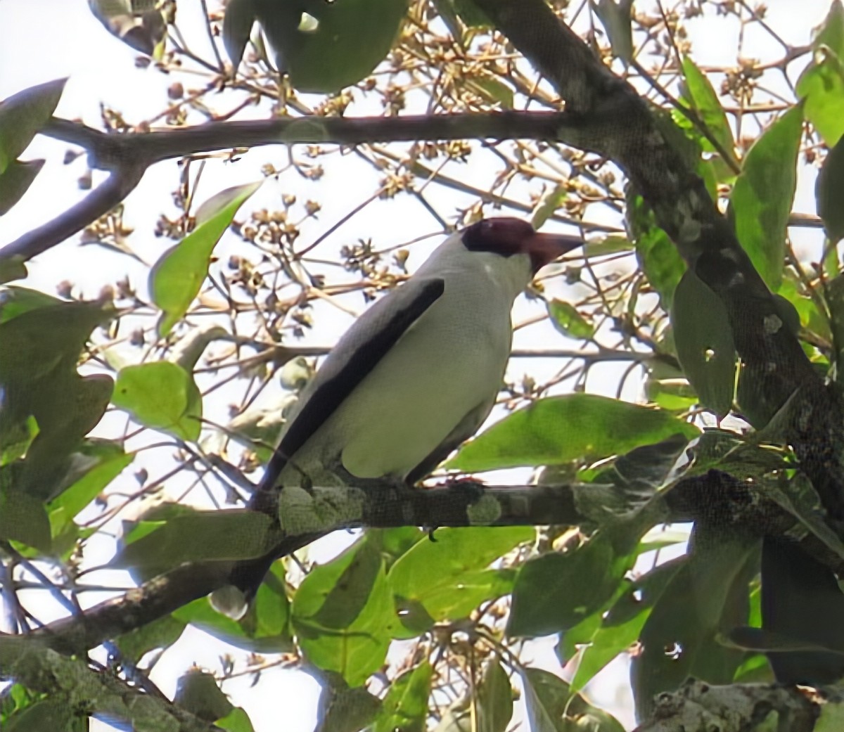 Maskeli Titira - ML652567897