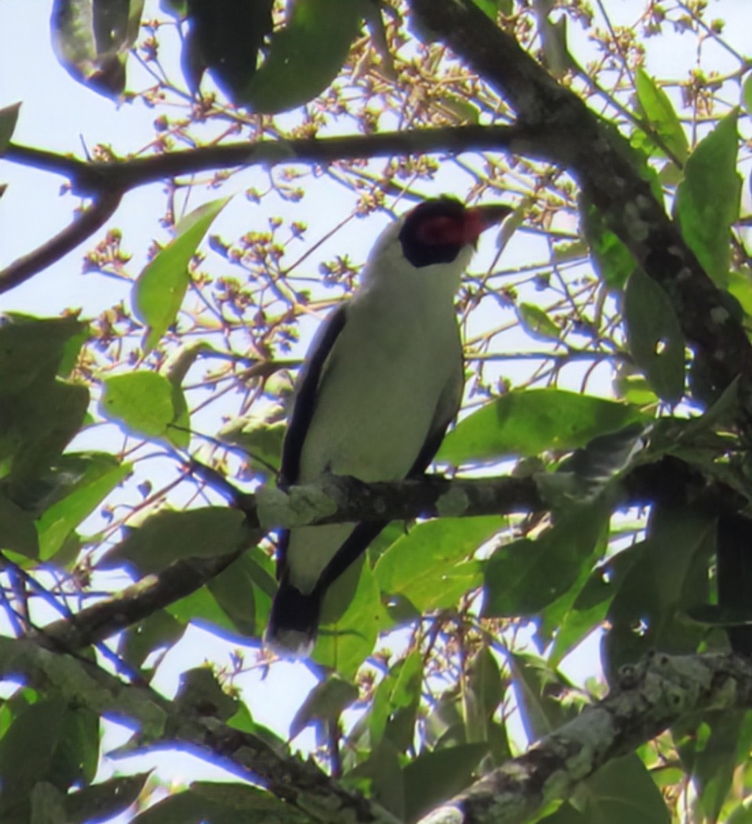 Maskeli Titira - ML652567898