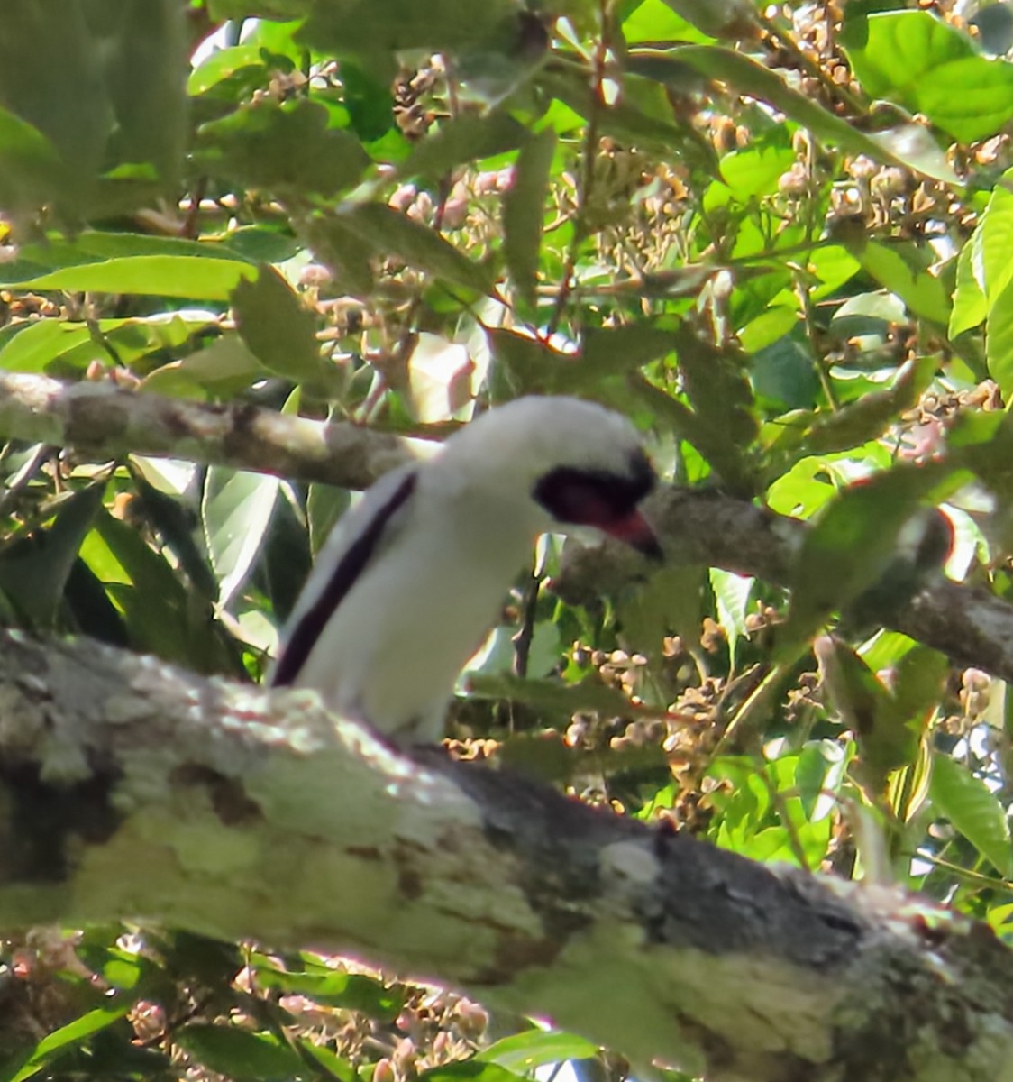 Maskeli Titira - ML652567943