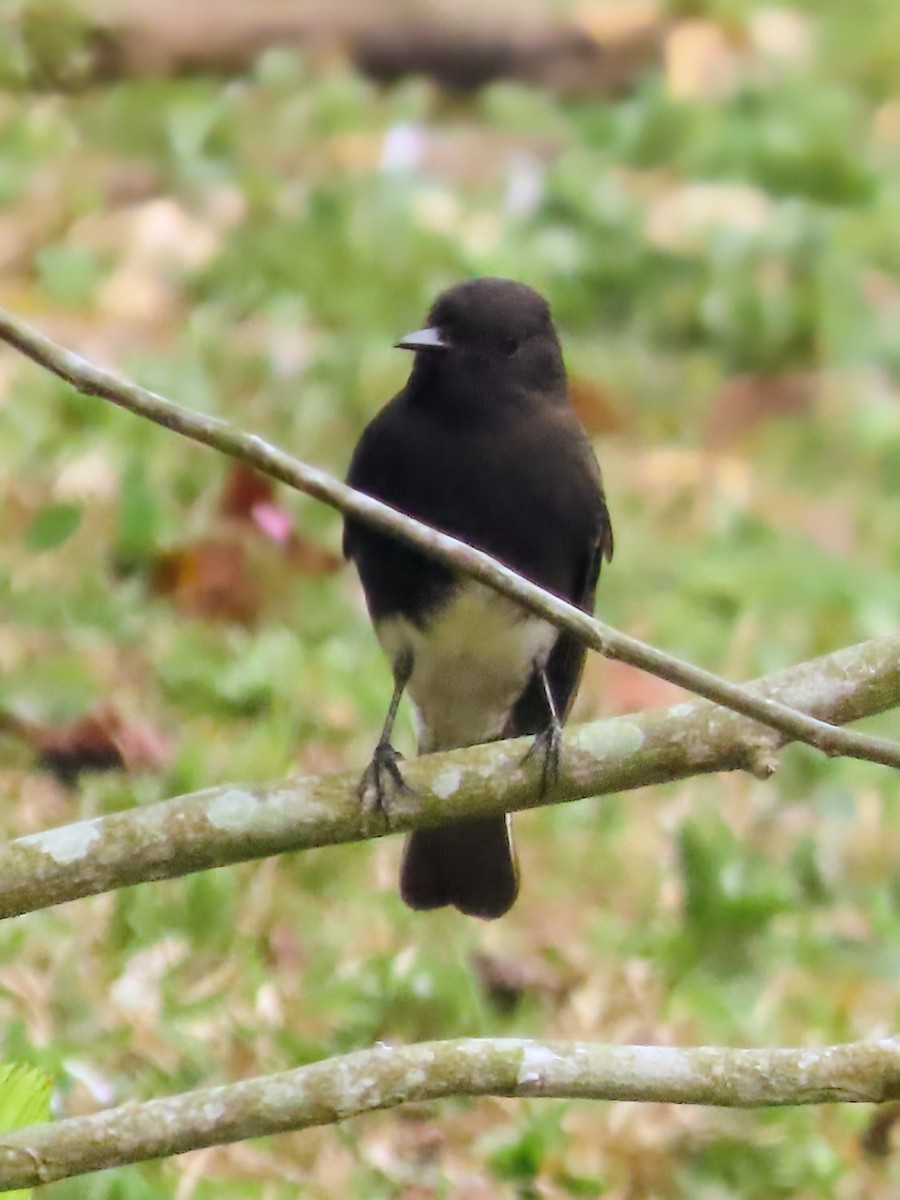 Kara Fibi - ML652567982