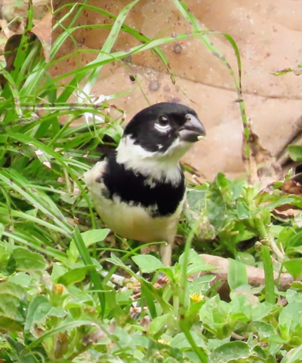 Morelet Tohumculu - ML652567991