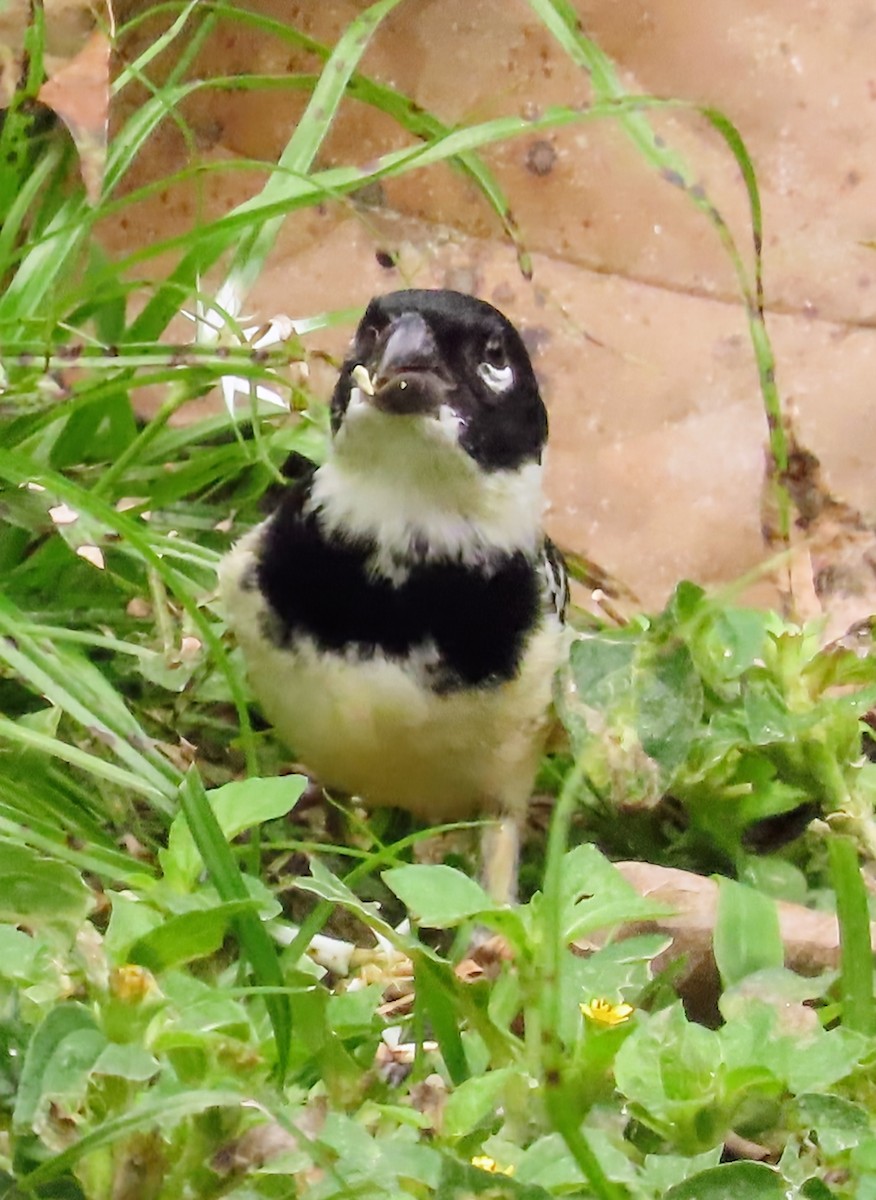 Morelet Tohumculu - ML652567992