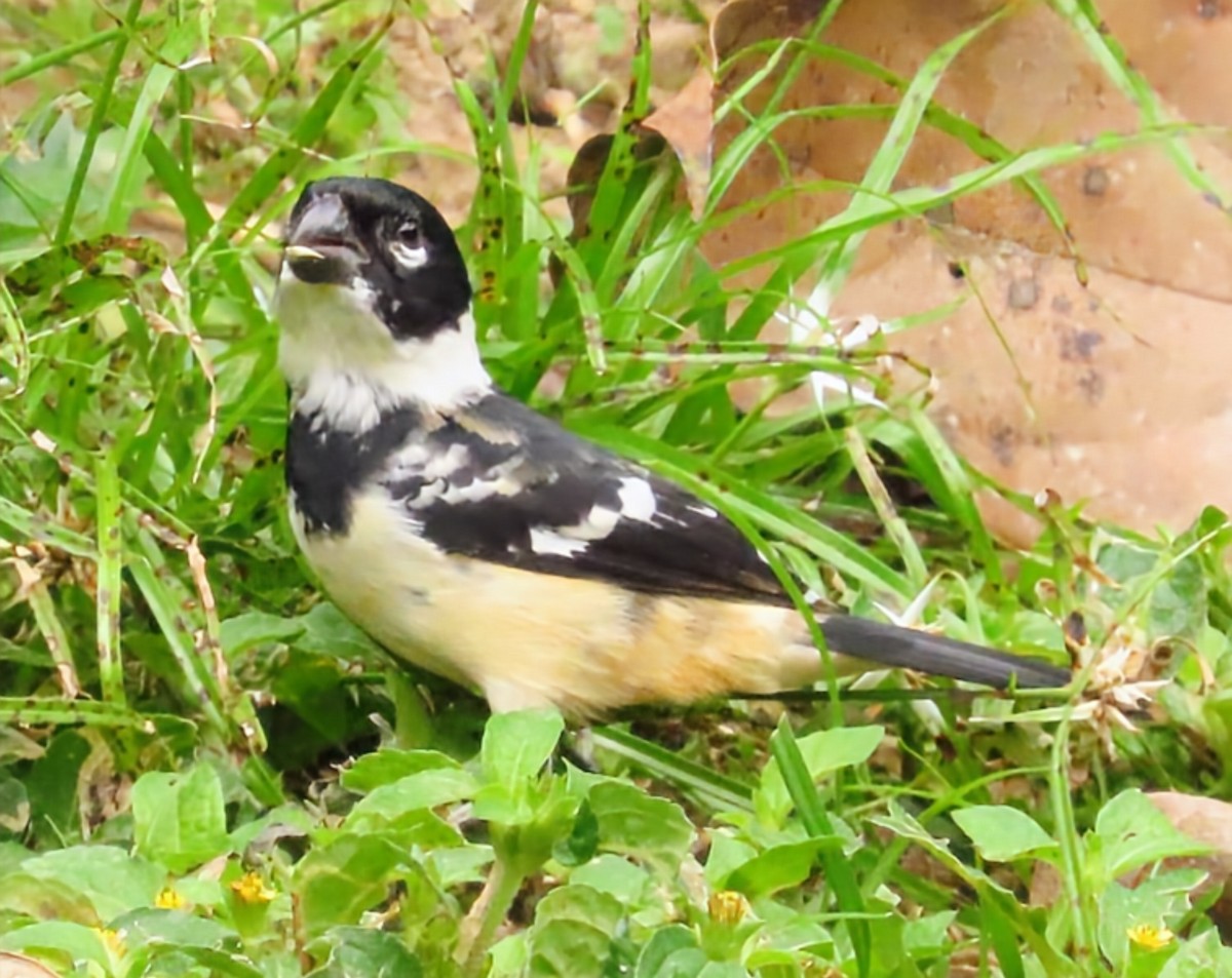 Morelet Tohumculu - ML652567993