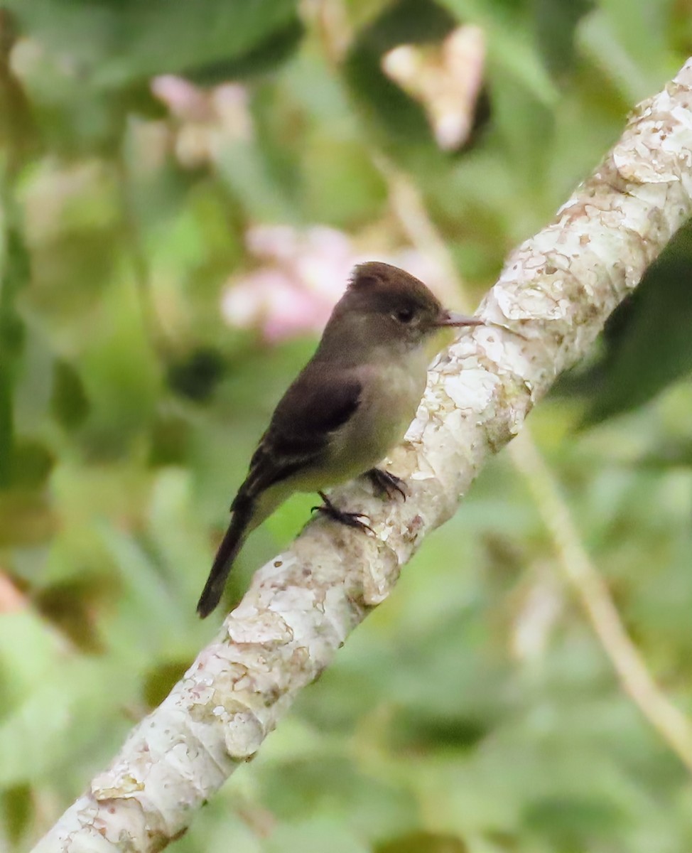 Kuzeyli Tropikal Pivi - ML652568018