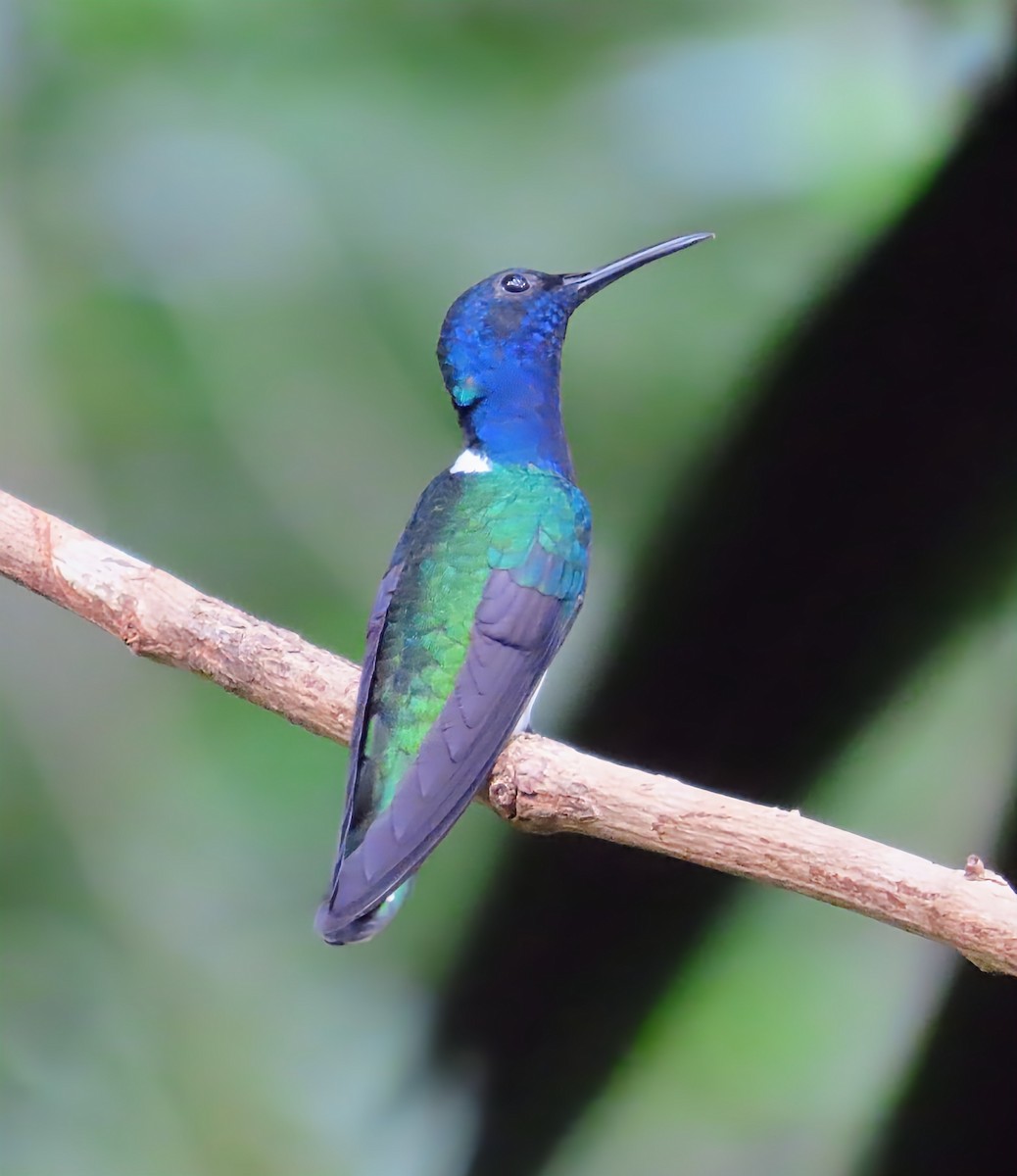 Beyaz Yakalı Kolibri - ML652568032