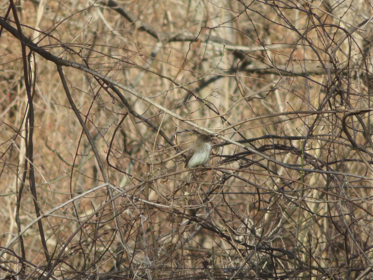 Eastern Phoebe - ML652568033