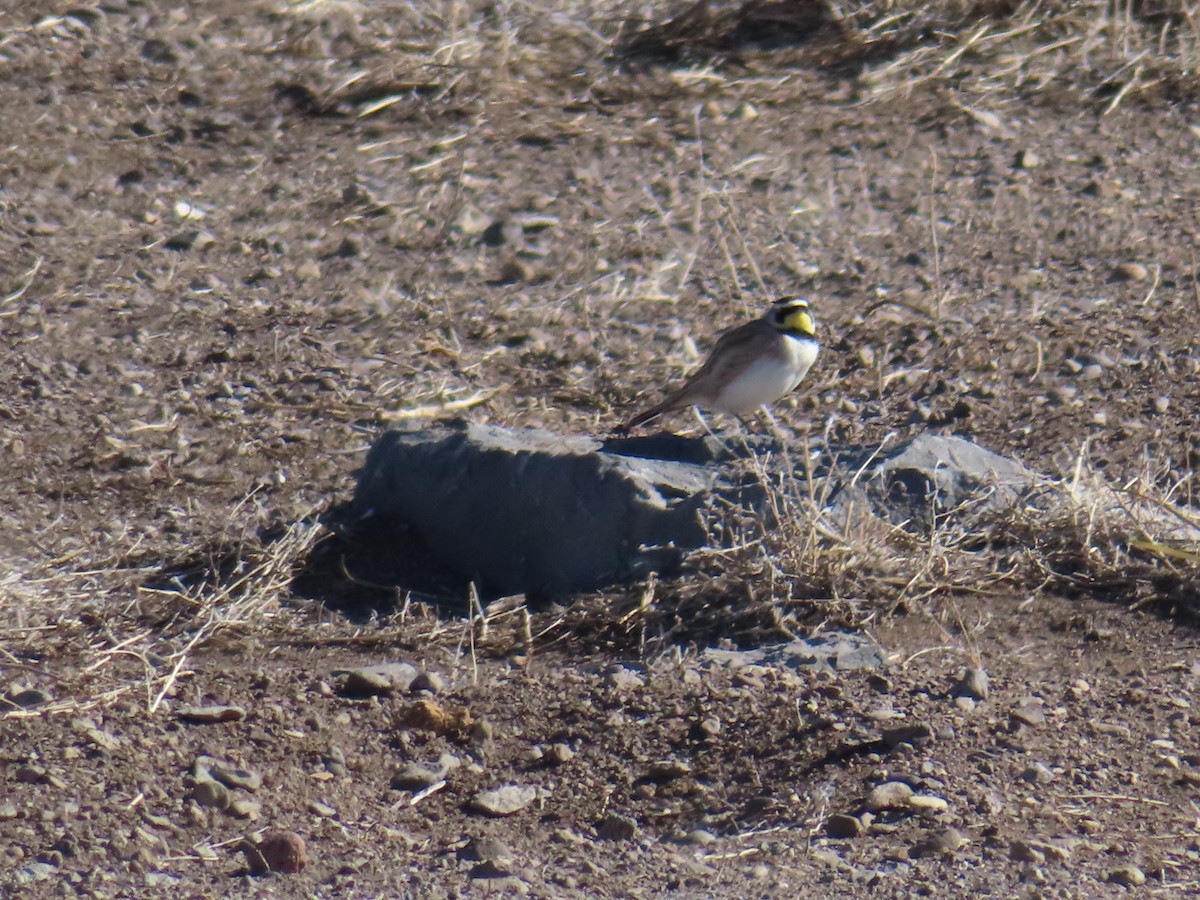 ハマヒバリ - ML652568051