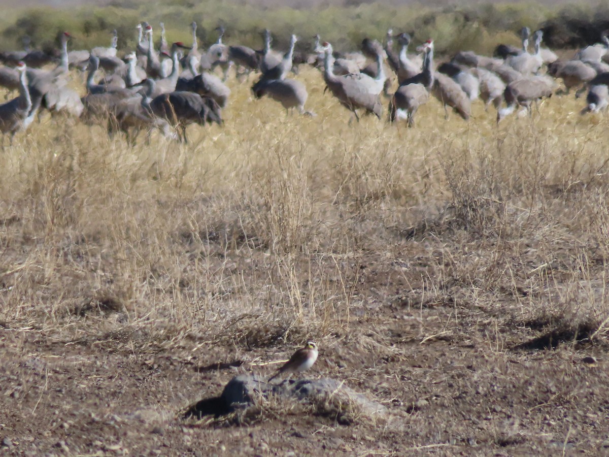 ハマヒバリ - ML652568052