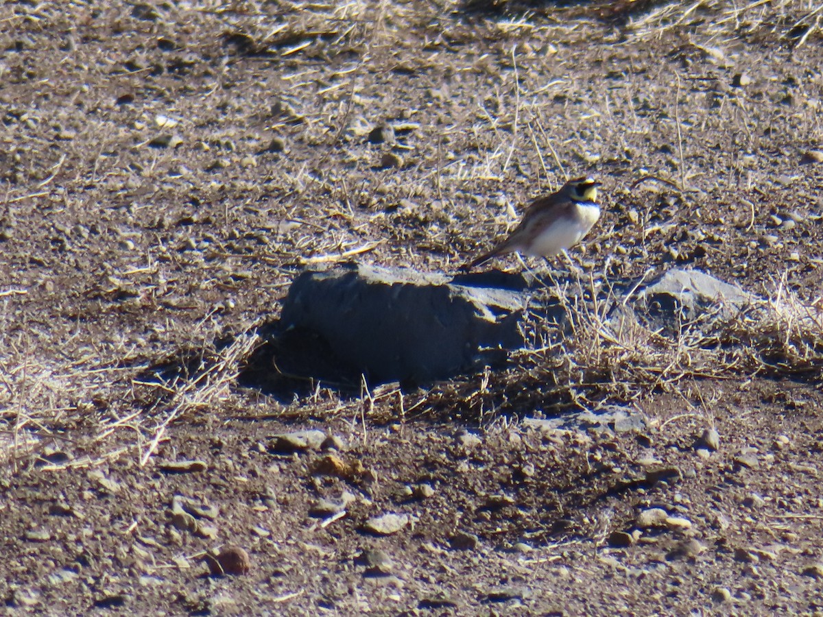 ハマヒバリ - ML652568053