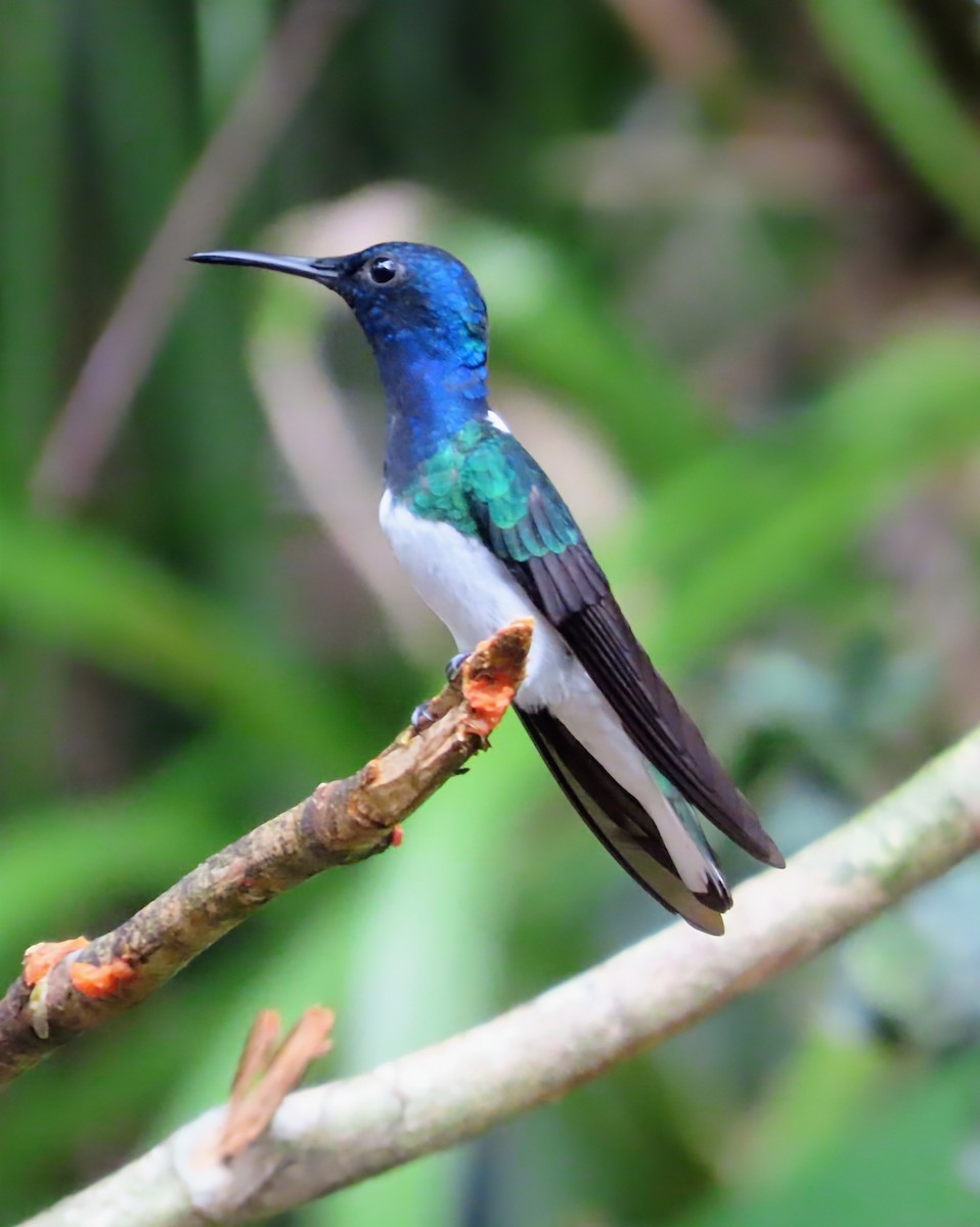 Beyaz Yakalı Kolibri - ML652568058