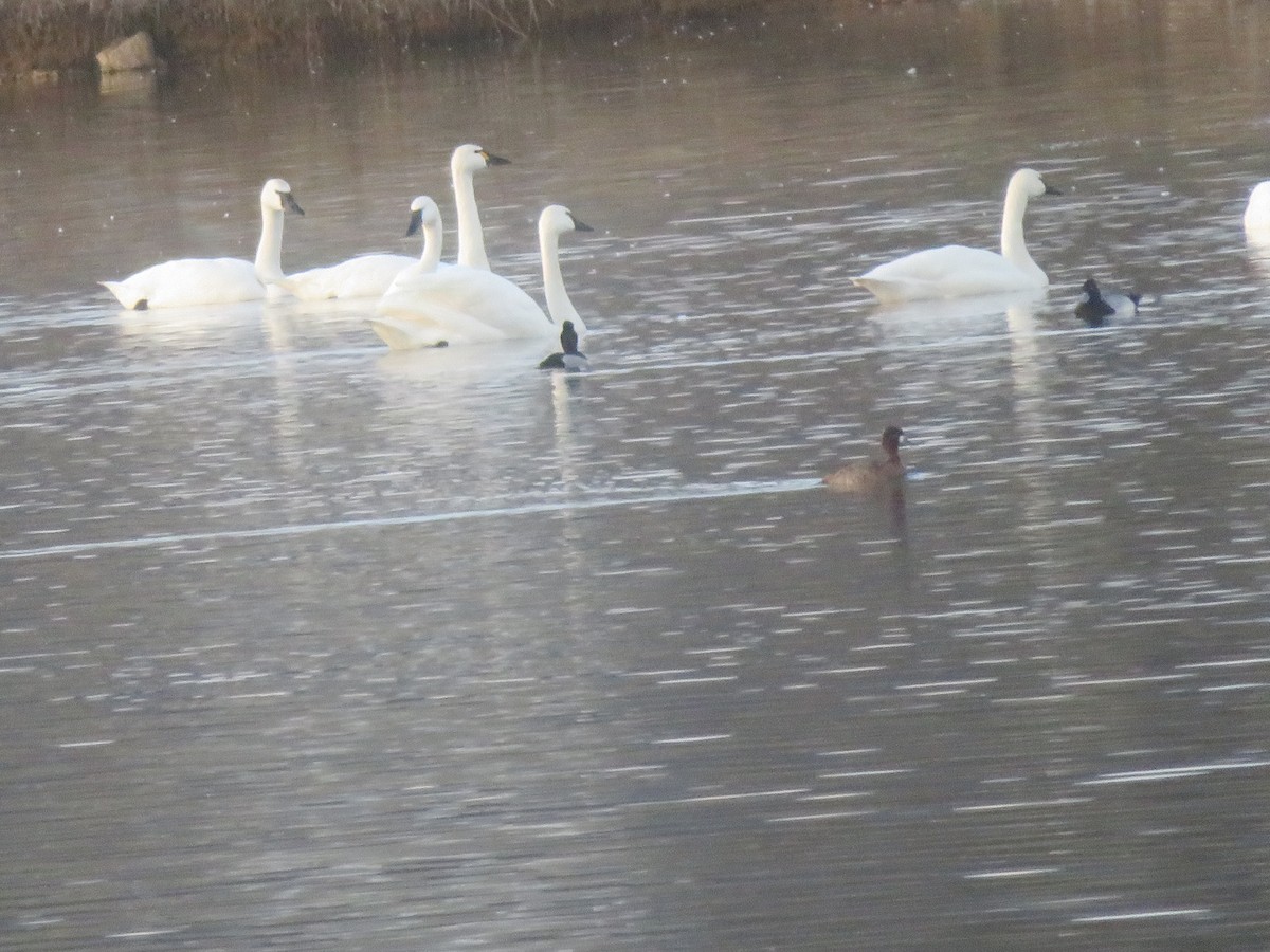 Lesser Scaup - ML652568094
