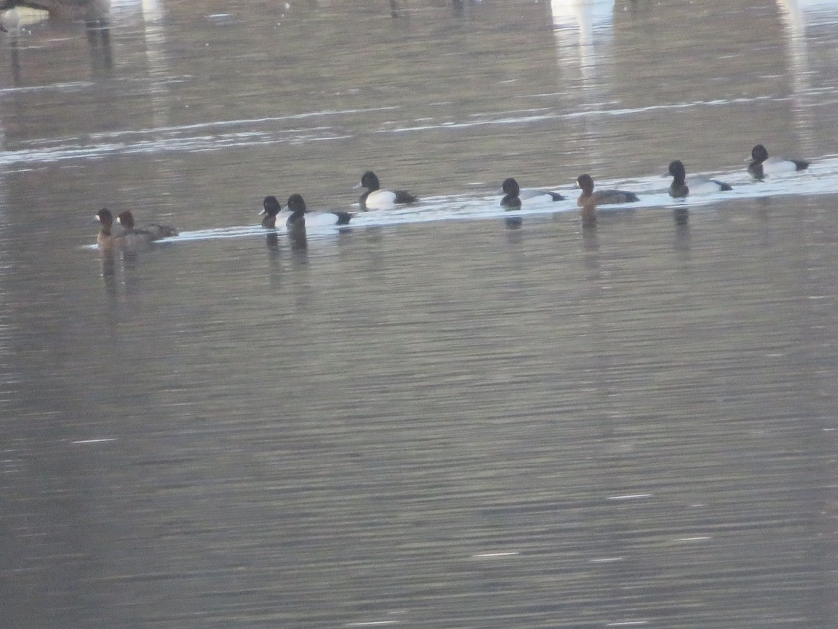 Lesser Scaup - ML652568104