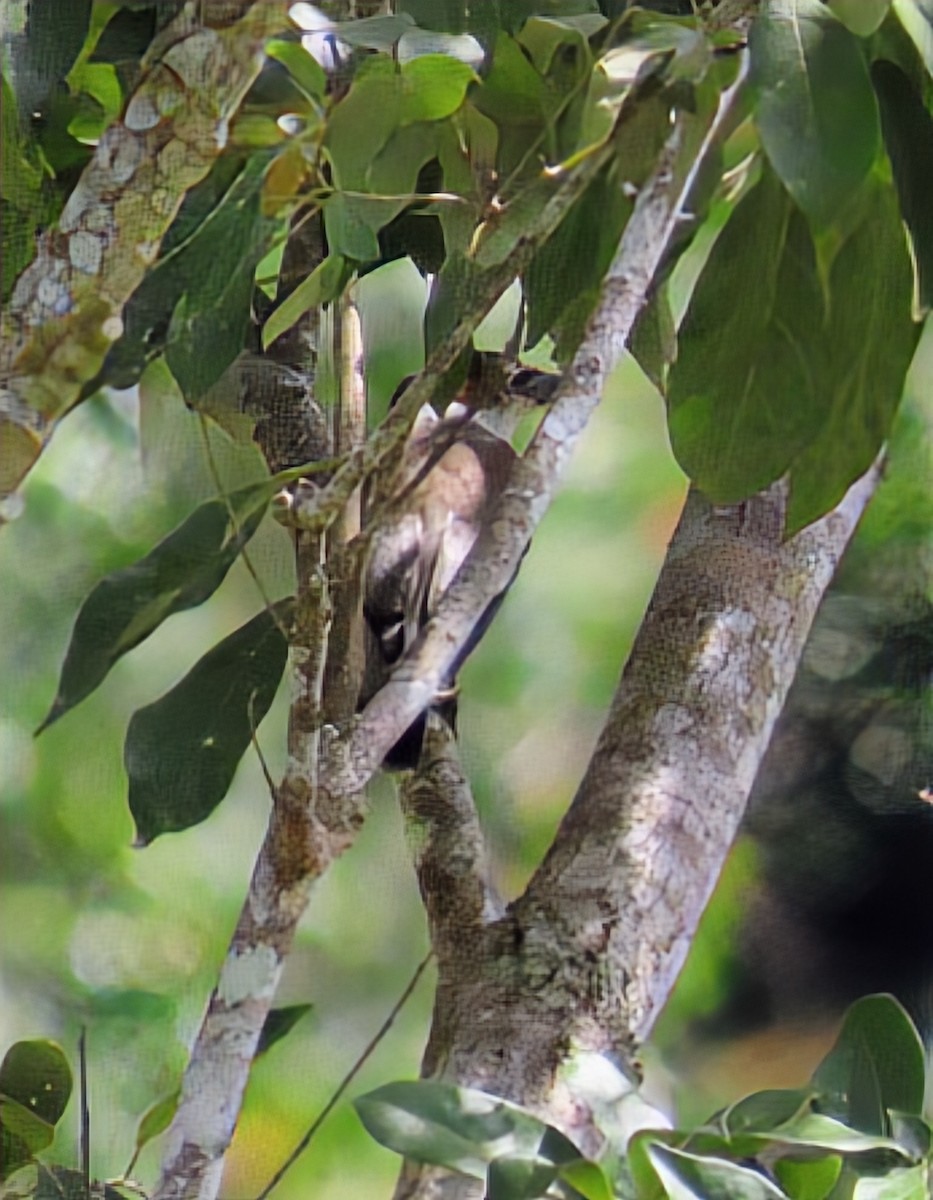 Kara Başlı Titira - ML652568123